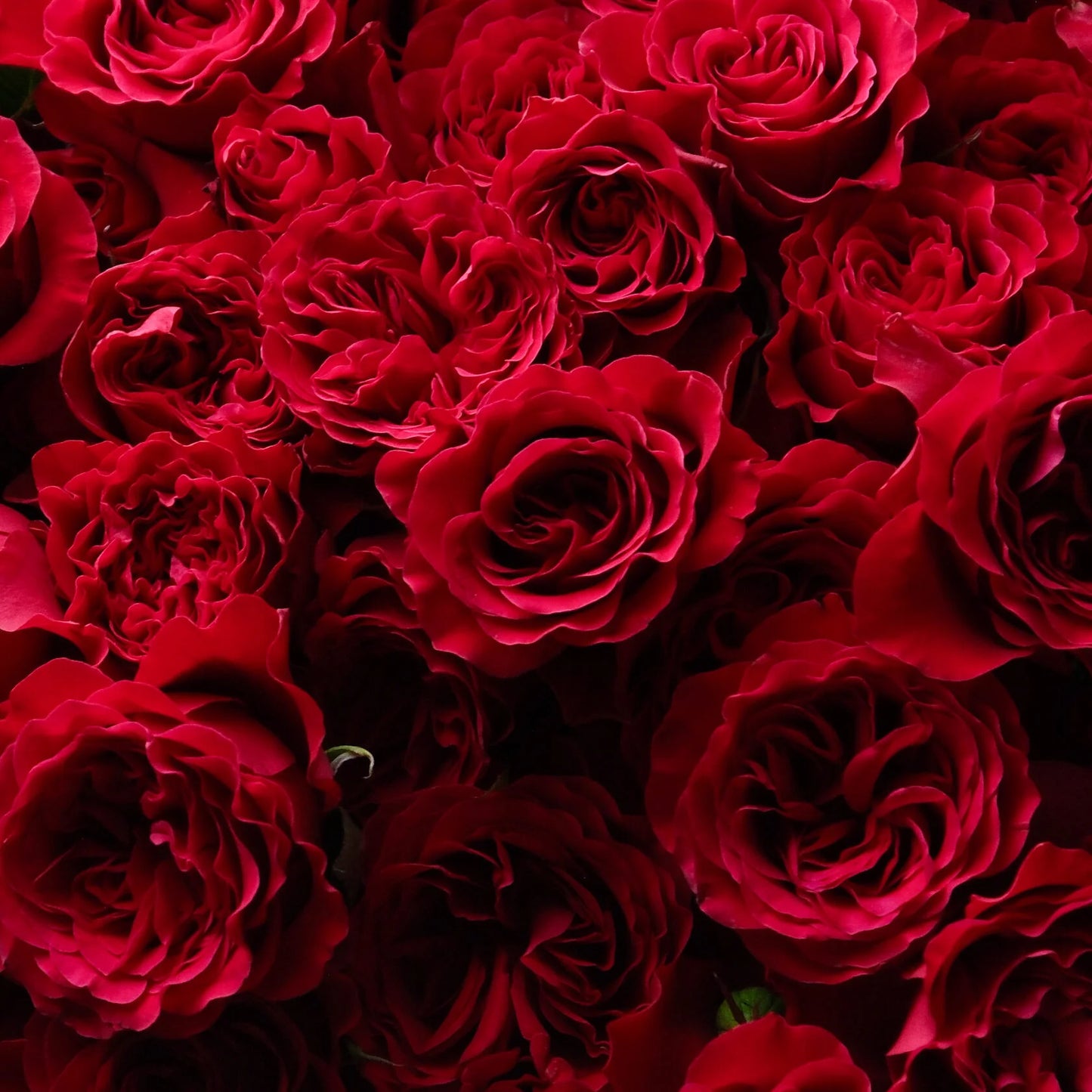 Velvet Bloom Rose Bouquet