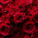 Velvet Bloom Rose Bouquet