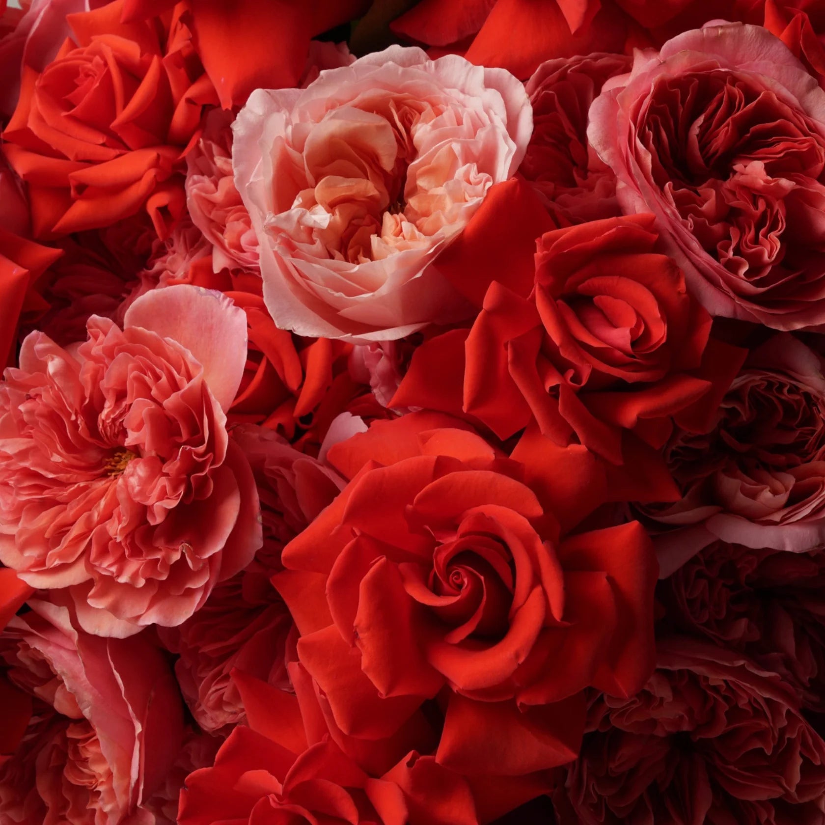 Velours d’Amour Rose Bouquet